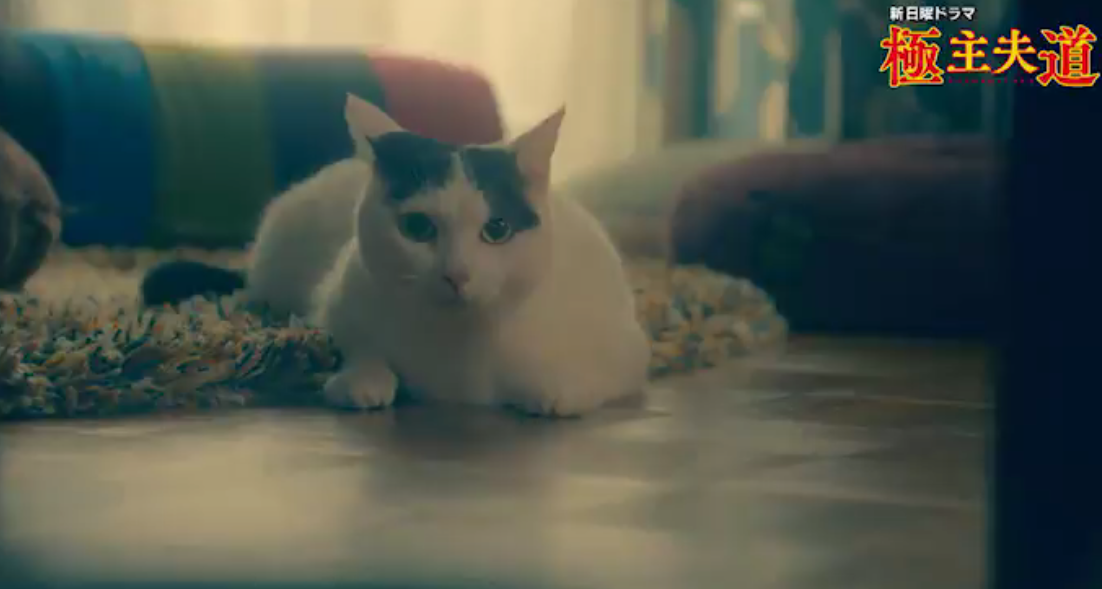 漫改日剧《极主夫道》第一集完整预告公开 大哥不提当年勇