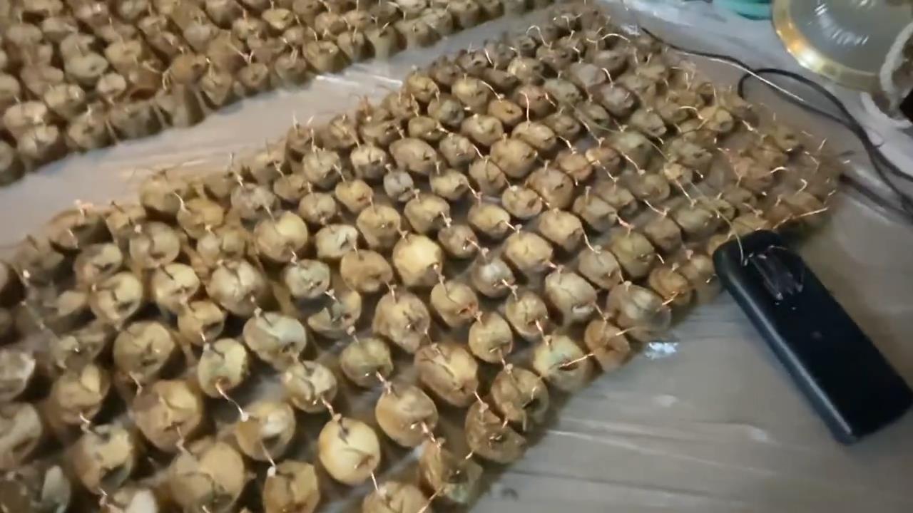 国外玩家用土豆玩《毁灭战士》 B社官博特意@育碧