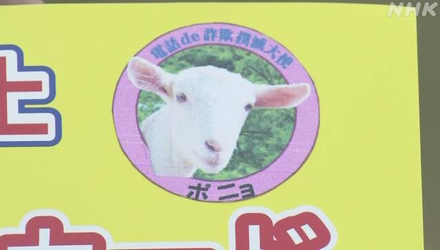 日本《悬崖上的金鱼姬》同名山羊走红 被任命为防诈骗大使插图3 日本《悬崖上的金鱼姬》同名山羊走红 被任命为防诈骗大使