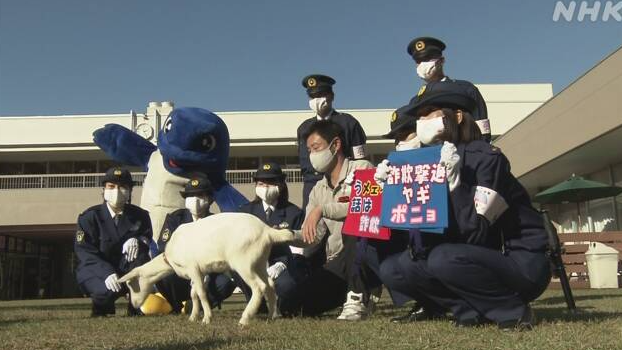 日本《悬崖上的金鱼姬》同名山羊走红 被任命为防诈骗大使插图4 日本《悬崖上的金鱼姬》同名山羊走红 被任命为防诈骗大使
