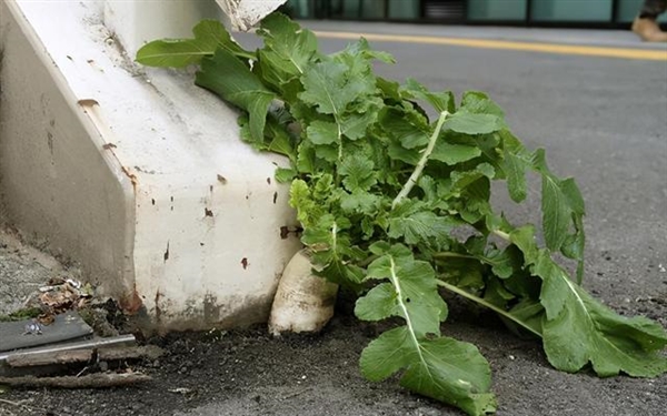 日本天桥下长出“超坚强”萝卜,结果惨遭拔走插图1 日本天桥下长出“超坚强”萝卜 网友纷纷围观 结果被拔掉了