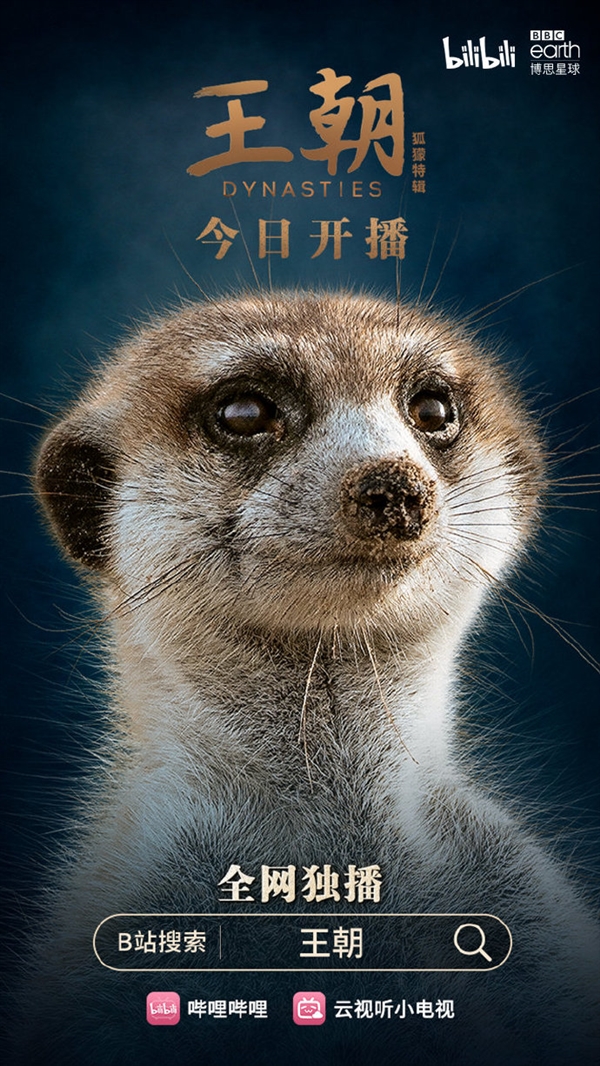 B站上线4K HDR纪录片《王朝:狐獴特辑》:国内最强画质插图 B站上线首部4K HDR大片《王朝狐獴》:画质真数毛