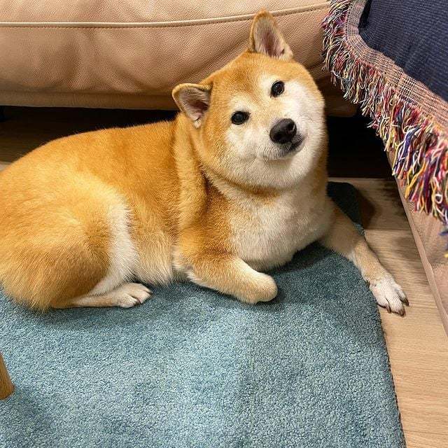 表情包网红小狗 Cheems 于8月18日去世