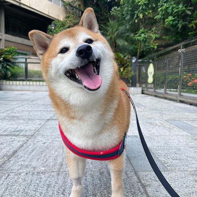 表情包网红小狗 Cheems 于8月18日去世