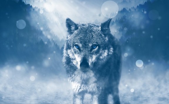 潘石屹 反对狼性文化,不能作为公司长期发展战略