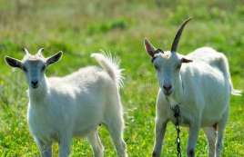 羊来了！蒙古国捐赠的12000只羊加工后正运往武汉