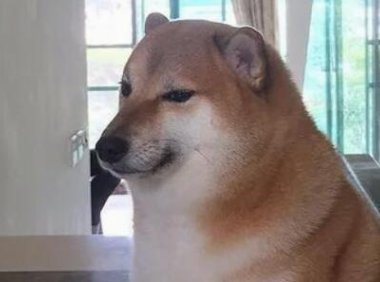 表情包网红小狗 Cheems 于8月18日去世